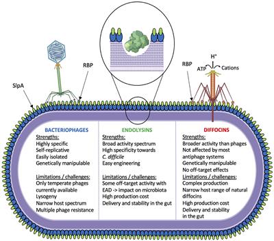 The long and sinuous road to phage-based therapy of Clostridioides difficile infections